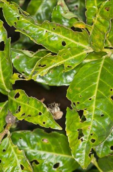 Shot-hole symptoms on P. laurocerasus ‘Rotundifolia’ caused by powdery mildew